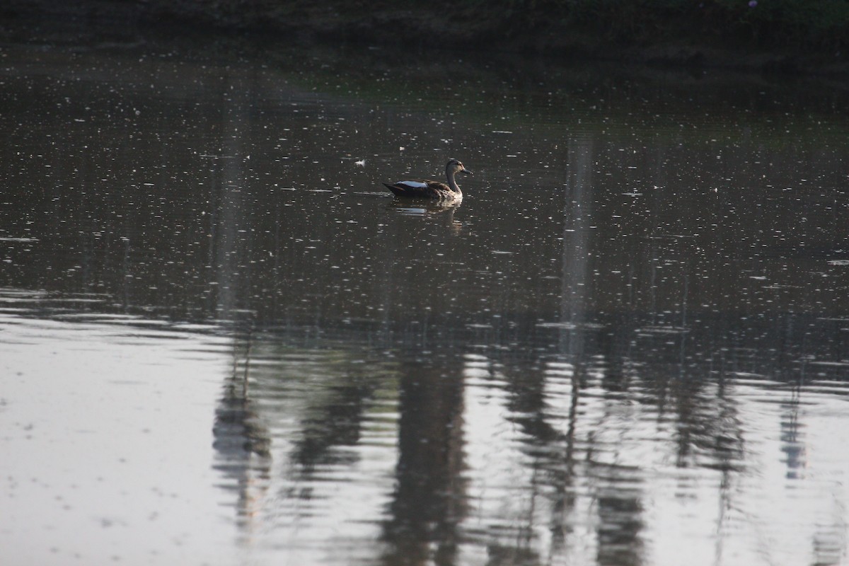 Indian Spot-billed Duck - ML618012627