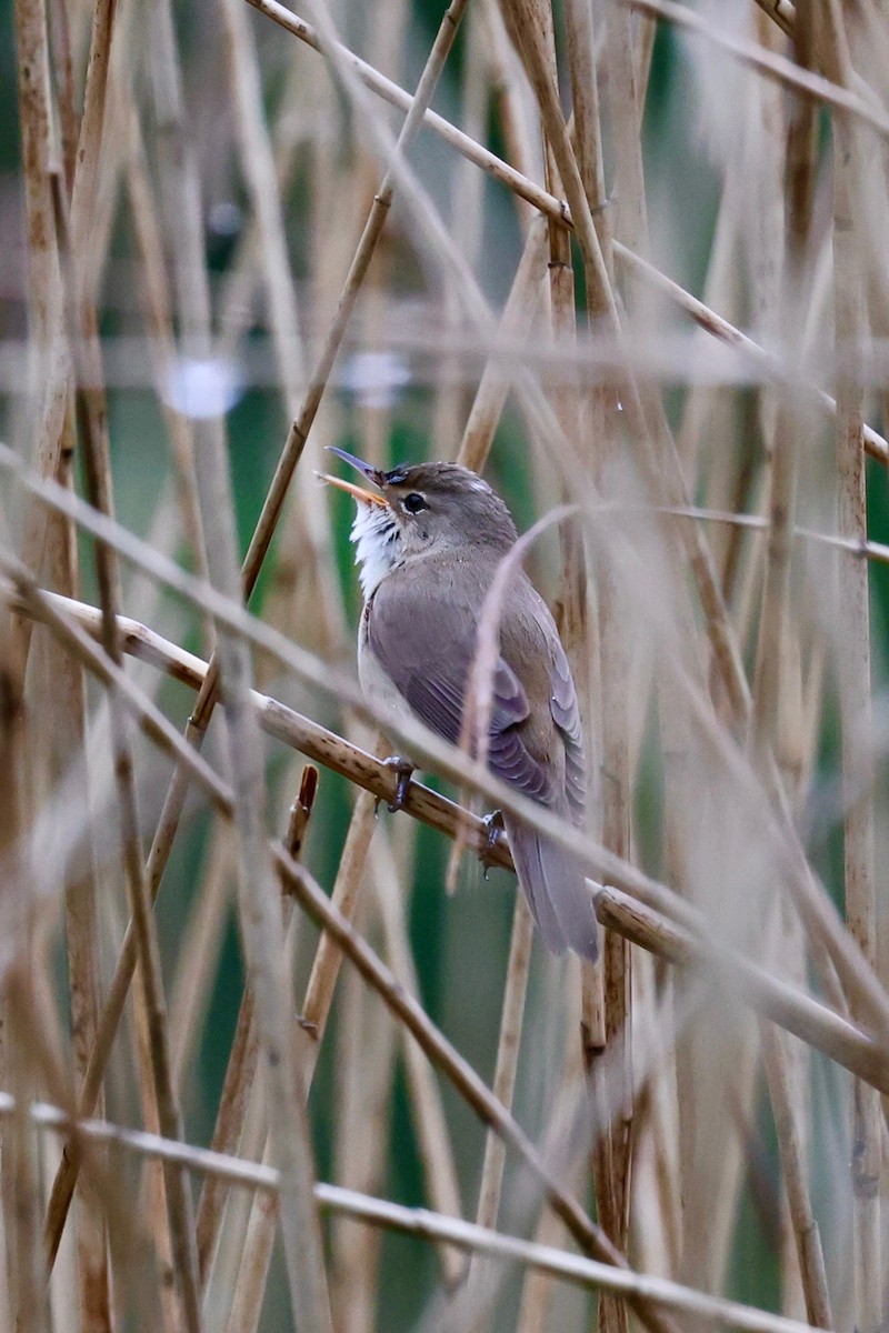 Common Reed Warbler - ML618012634