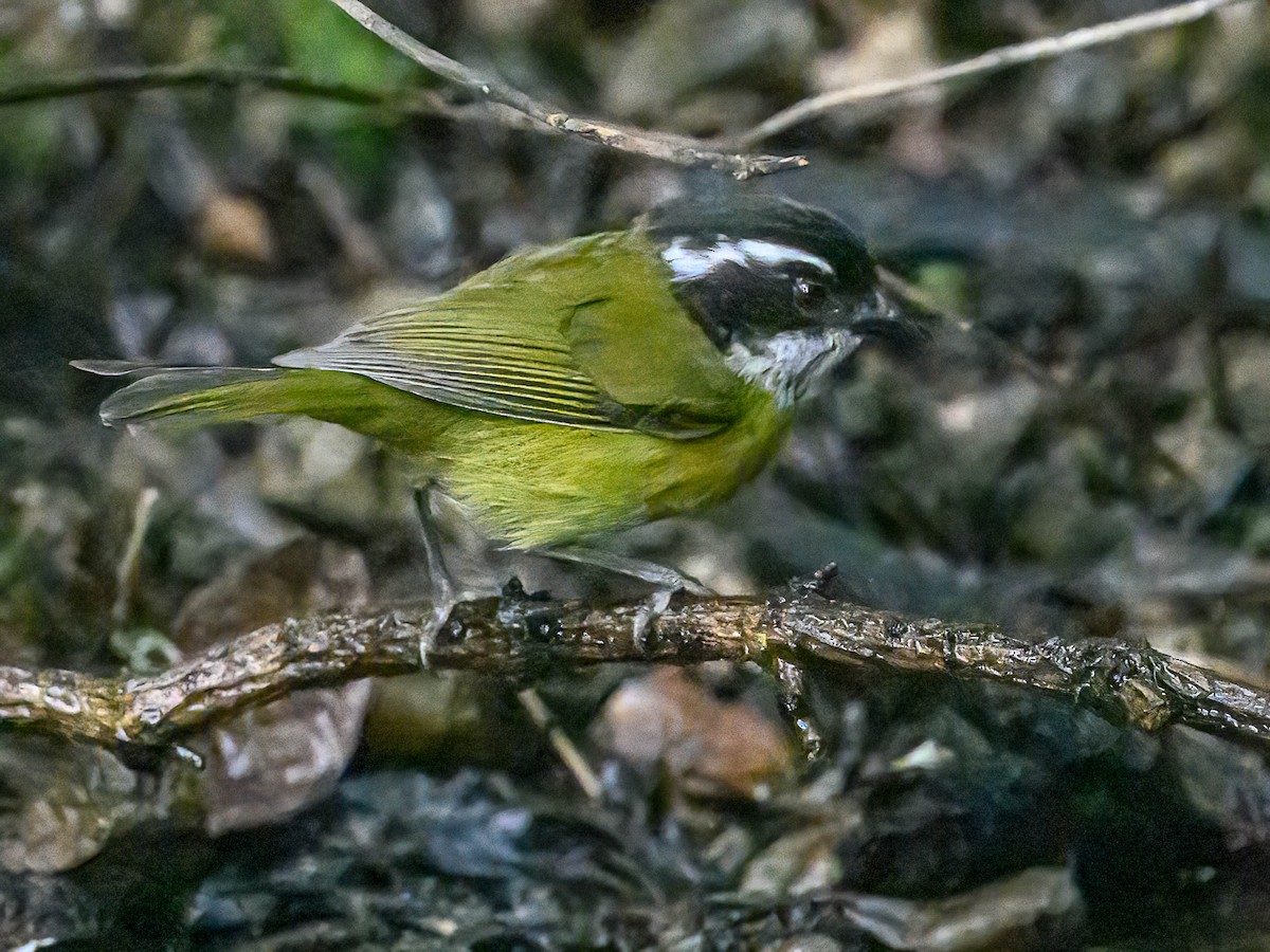 Sooty-capped Chlorospingus - ML618012636