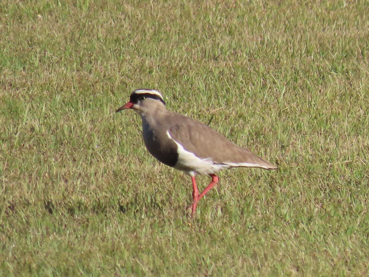 Crowned Lapwing - ML618012644