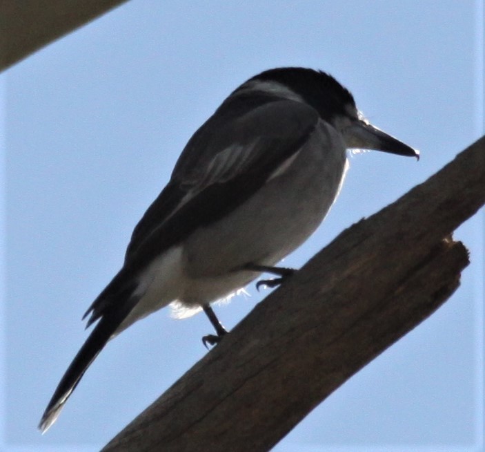 Gray Butcherbird - ML618012647