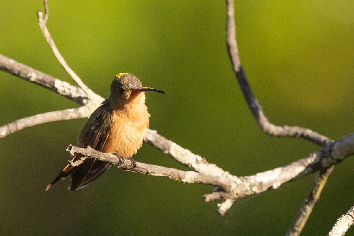 Cinnamon Hummingbird - Paul van Elsen