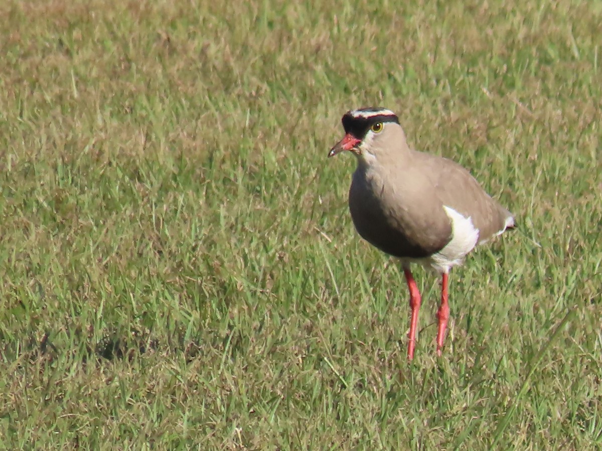 Crowned Lapwing - ML618012651