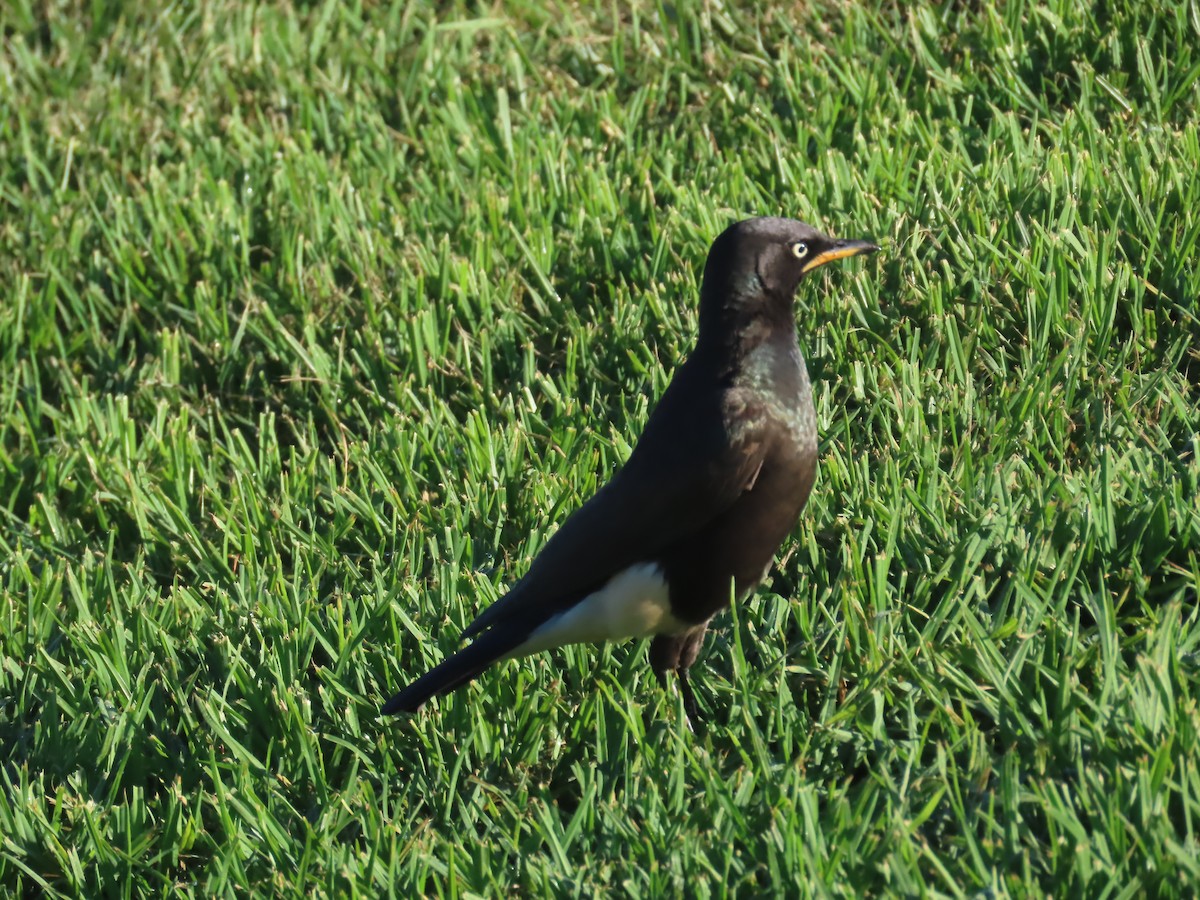 African Pied Starling - ML618012673