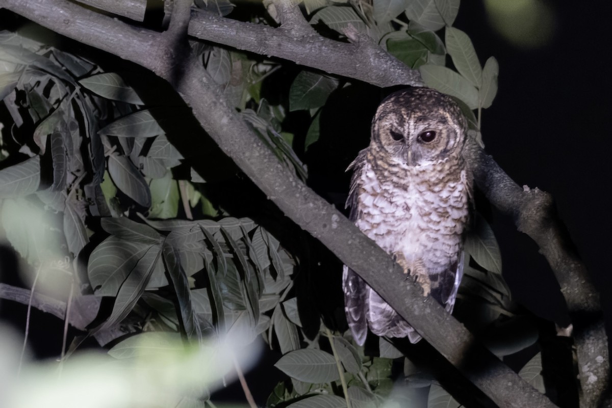 Rusty-barred Owl - ML618012686