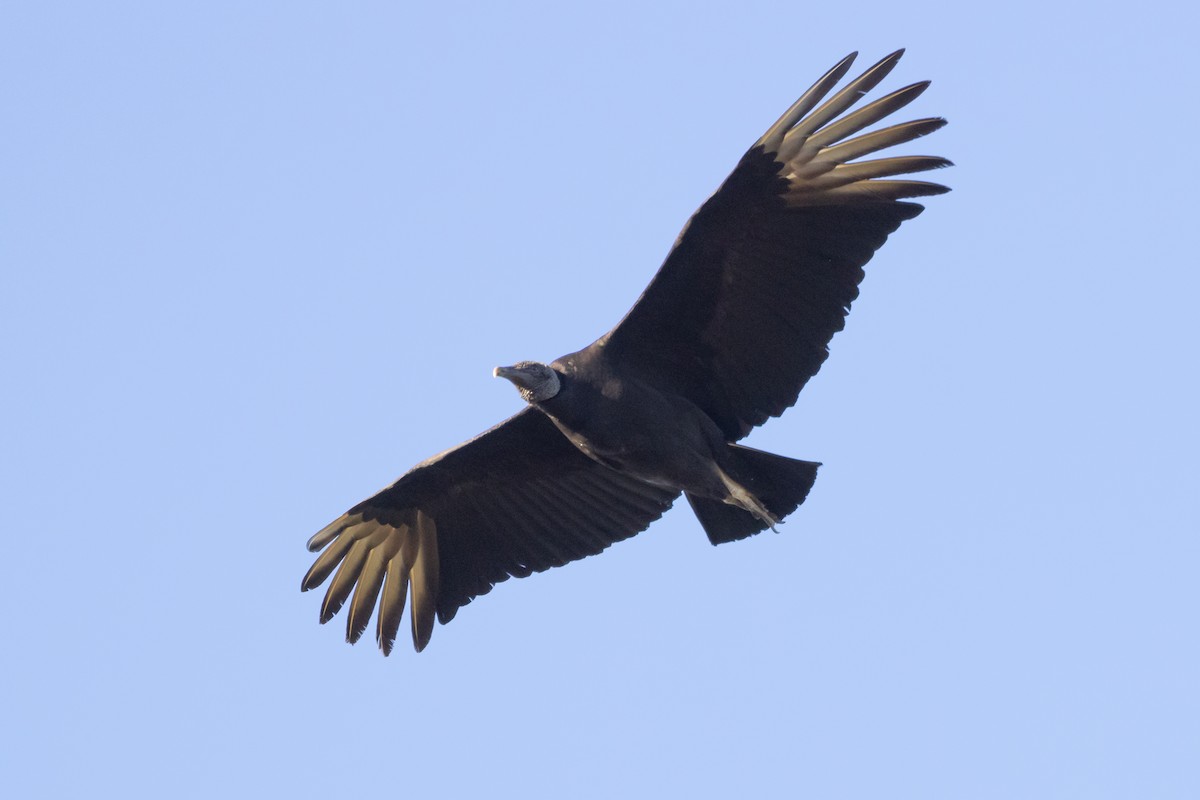Black Vulture - Paul van Elsen