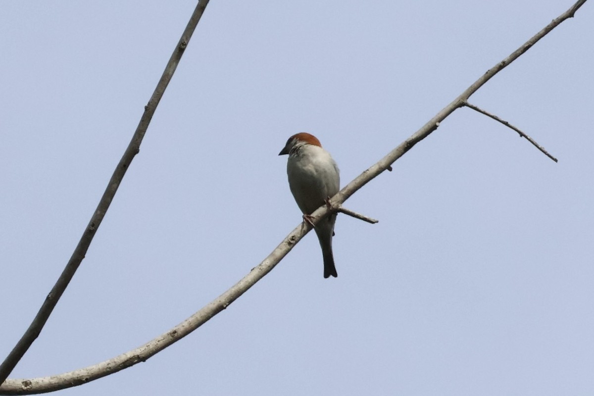 Russet Sparrow - 15號的 紅色小寶貝