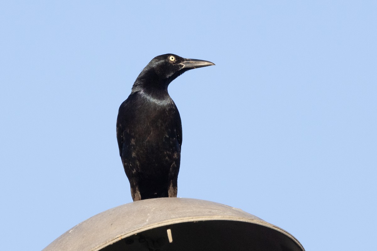 Great-tailed Grackle - ML618012714