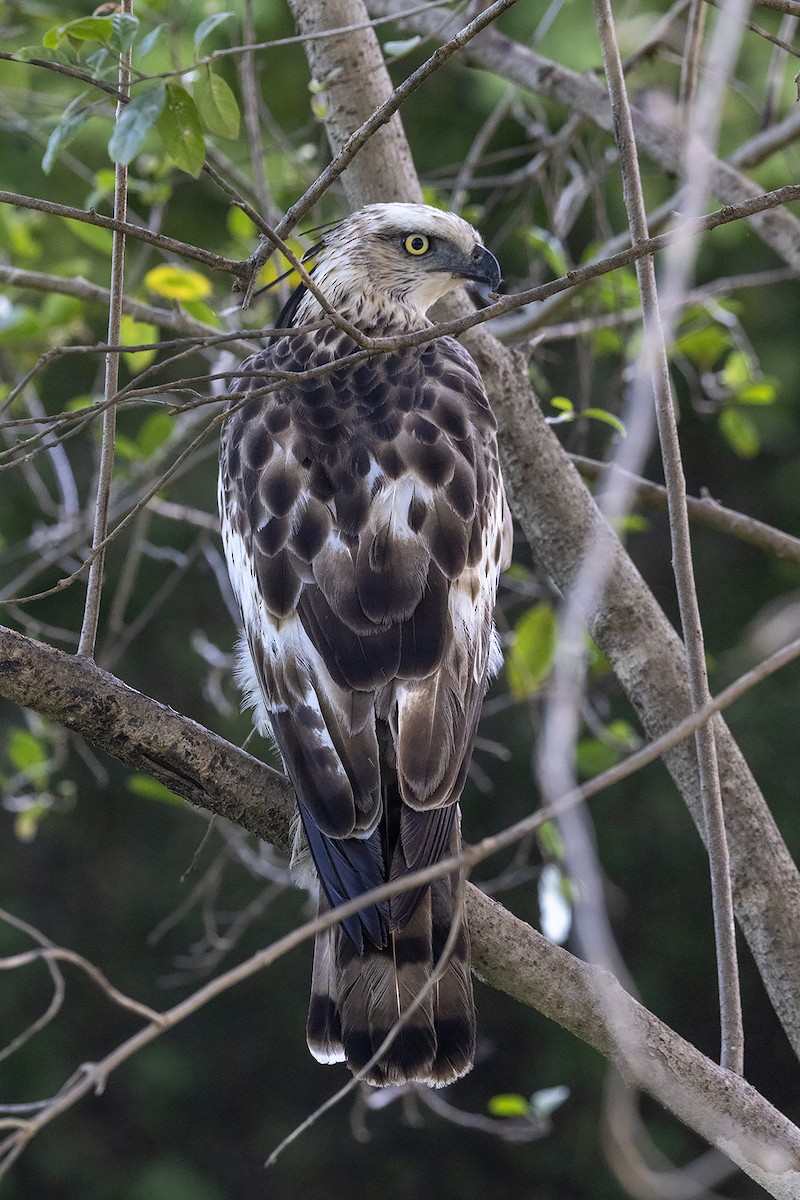 Changeable Hawk-Eagle (Crested) - Niall D Perrins