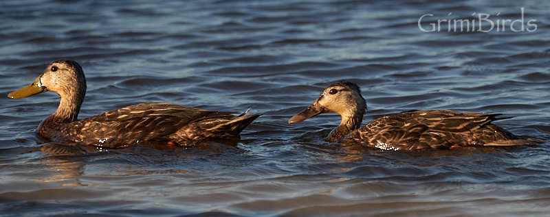 Mottled Duck (Gulf Coast) - Ramon Grimalt