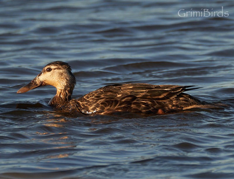 Mottled Duck (Gulf Coast) - Ramon Grimalt