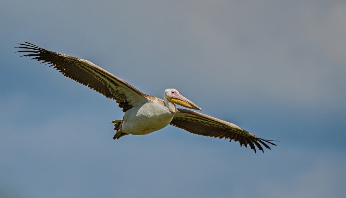 Great White Pelican - František Straka