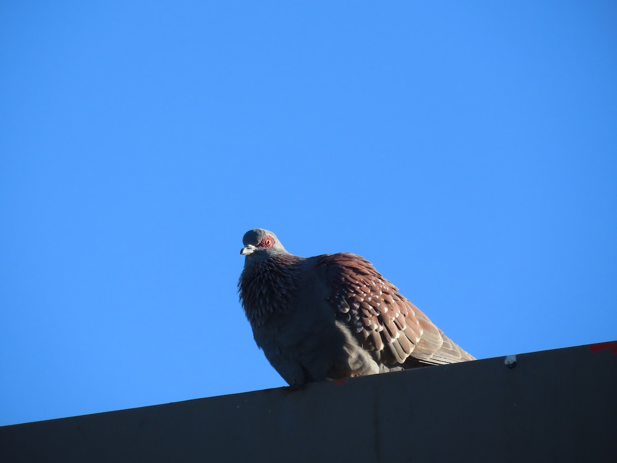 Pigeon roussard - ML618012761