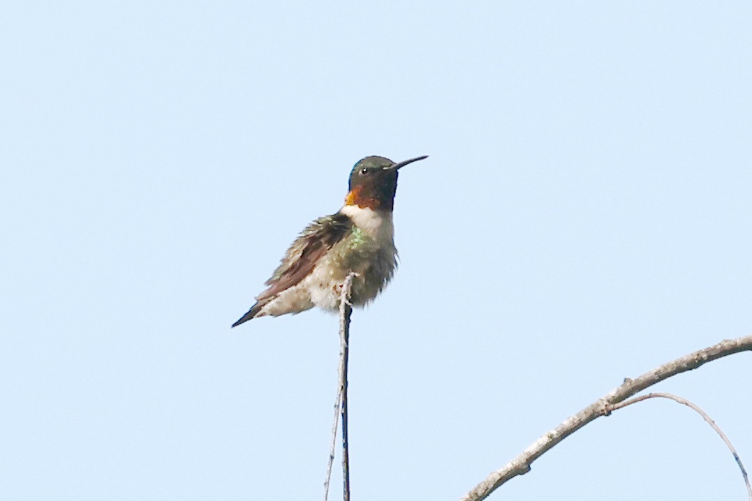 Ruby-throated Hummingbird - ML618012765
