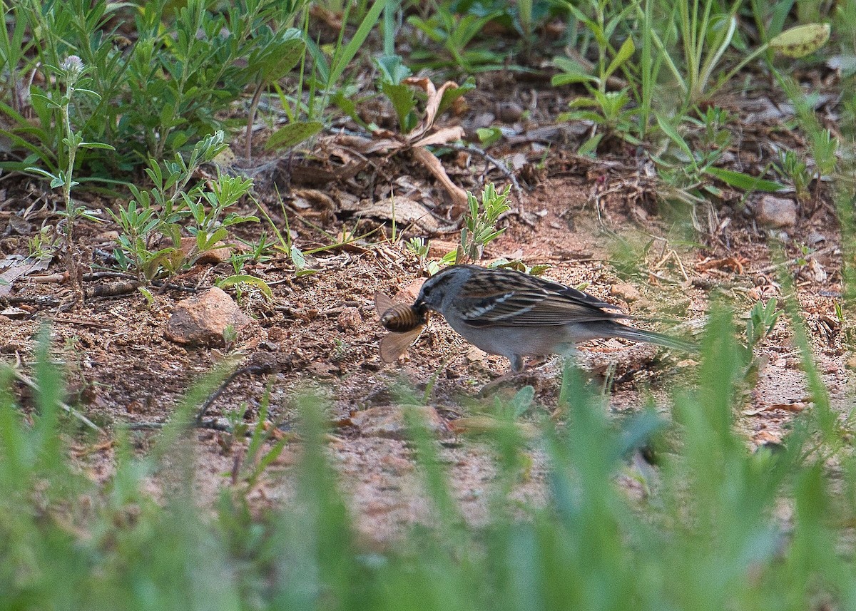 Chipping Sparrow - ML618012778