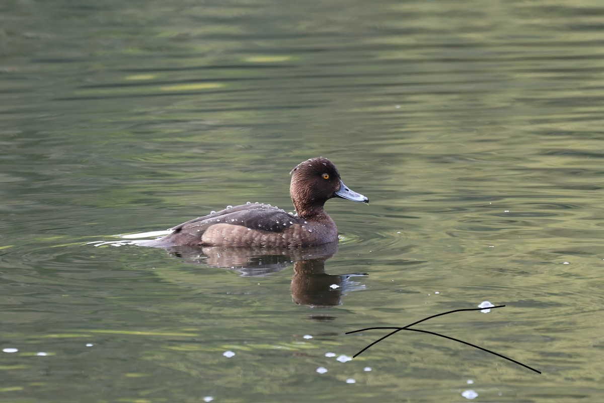 Tufted Duck - ML618012785