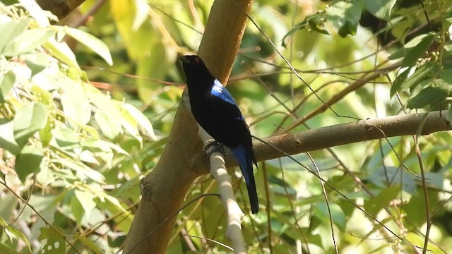 Asian Fairy-bluebird - ML618012827