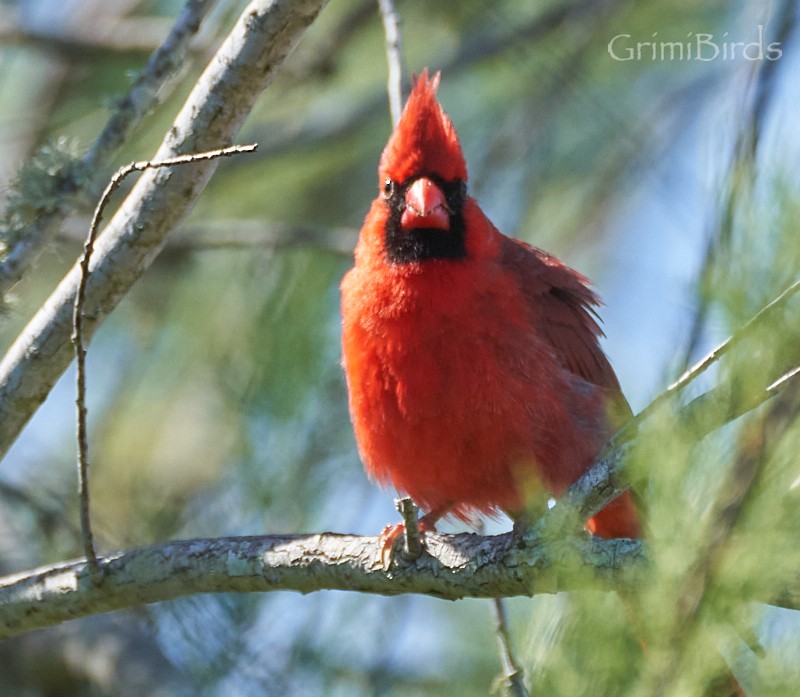 Northern Cardinal (Common) - ML618012853