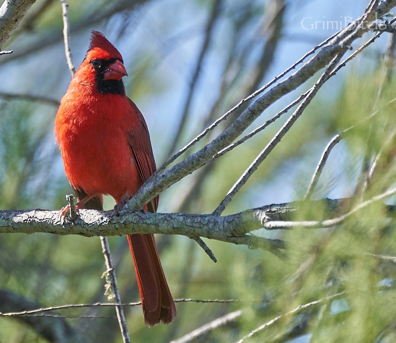 Northern Cardinal (Common) - ML618012854