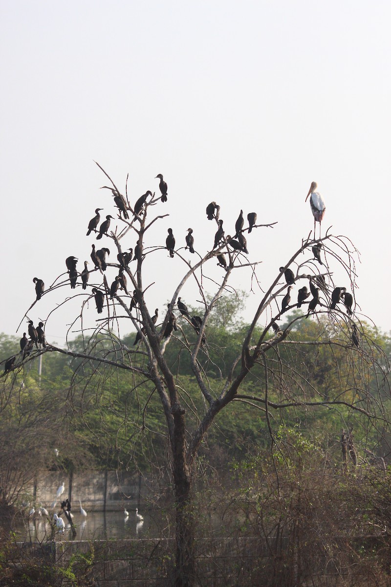 Indian Cormorant - PARTH PARIKH