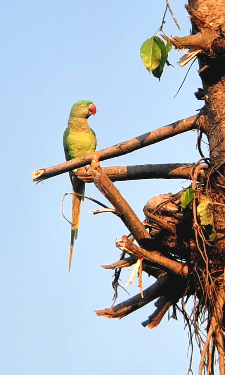 Rose-ringed Parakeet - Krishna Devkota