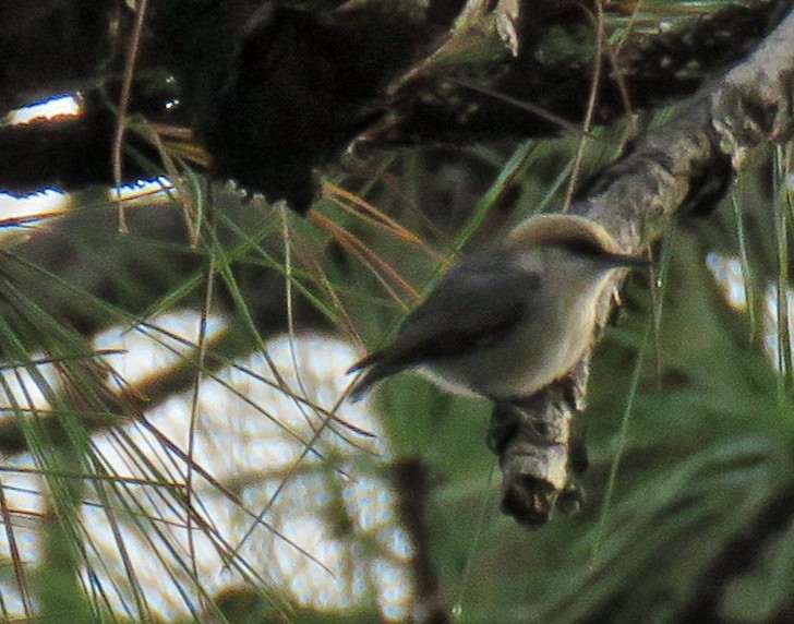 Brown-headed Nuthatch - ML618012973