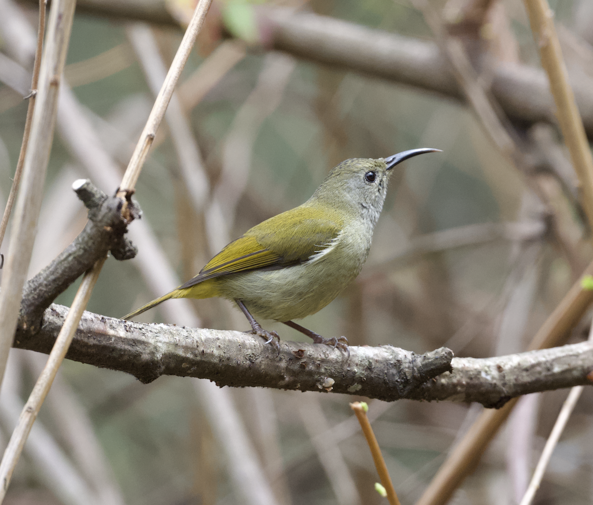 Green-tailed Sunbird - ML618012977