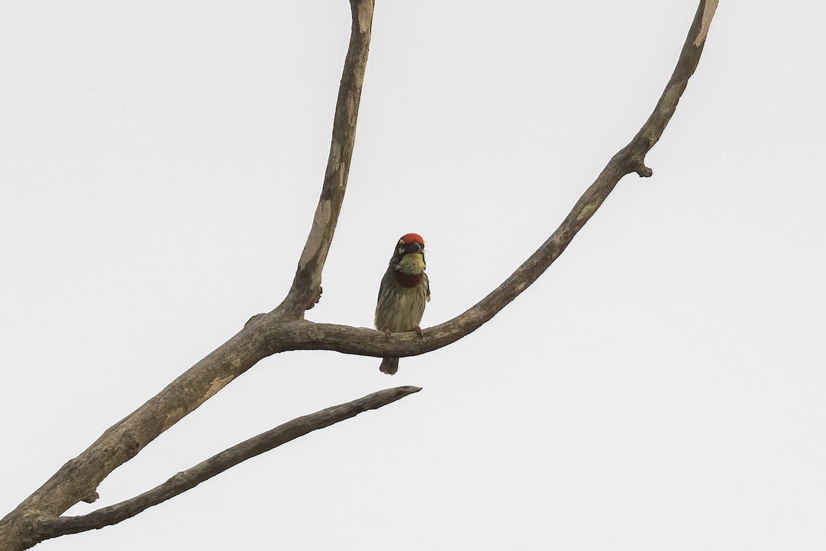 Coppersmith Barbet (Western Yellow-faced) - Niall D Perrins
