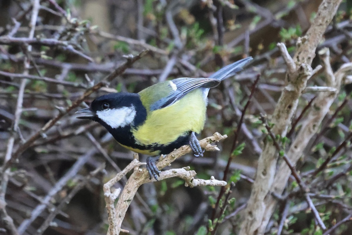 Great Tit - Phil Kenny