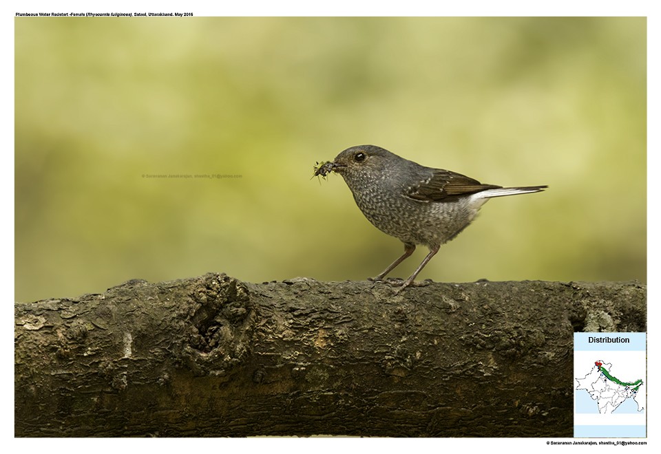 Plumbeous Redstart - Saravanan Janakarajan