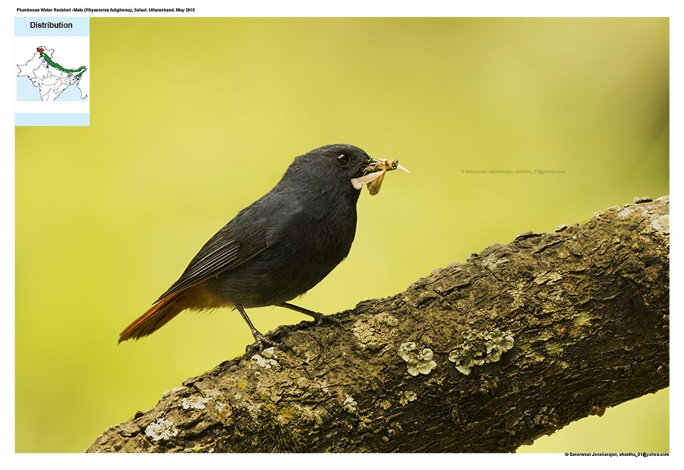 Plumbeous Redstart - Saravanan Janakarajan