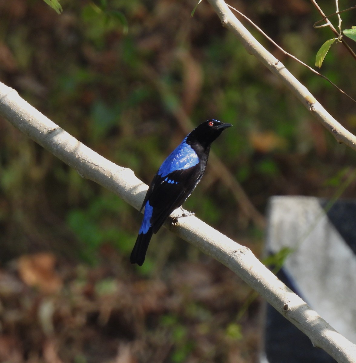 Asian Fairy-bluebird - ML618013079