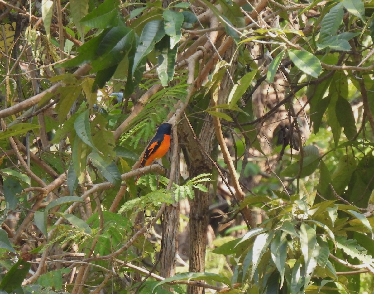 Orangemennigvogel - ML618013089