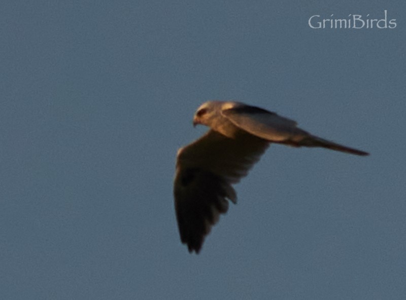 White-tailed Kite - Ramon Grimalt