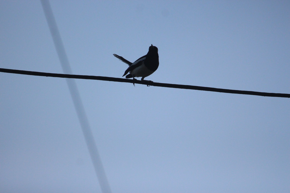 Oriental Magpie-Robin - PARTH PARIKH