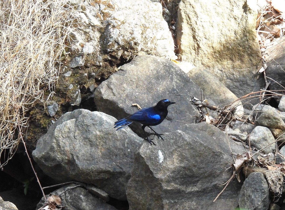 Малабарская синяя птица - ML618013125