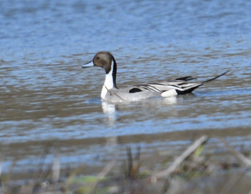 Northern Pintail - Margaret Hough