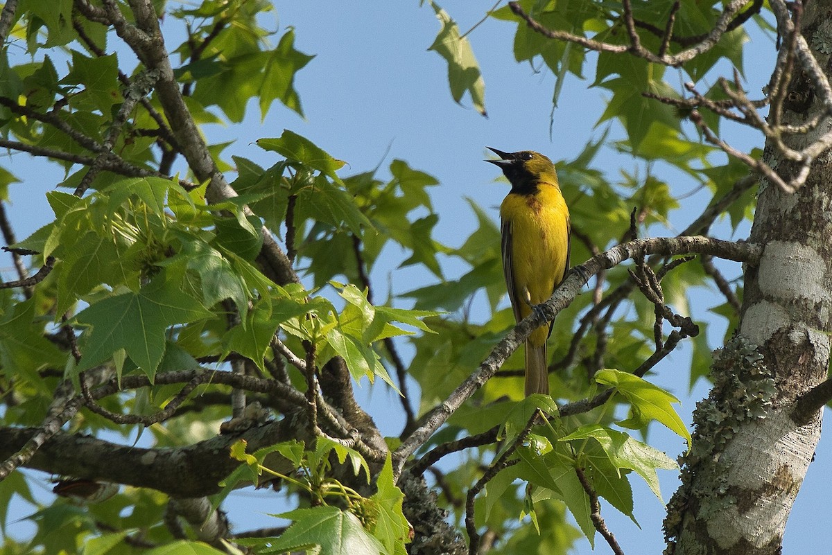 Orchard Oriole - ML618013167