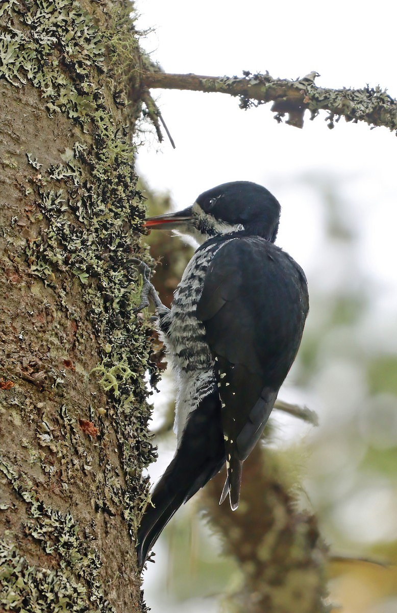 Black-backed Woodpecker - ML618013170