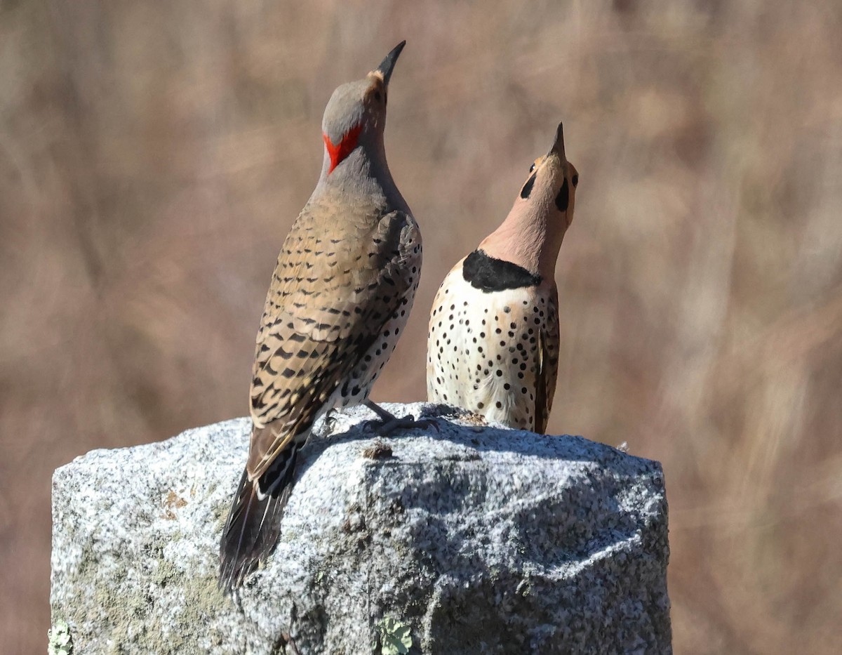 Northern Flicker (Yellow-shafted) - ML618013178