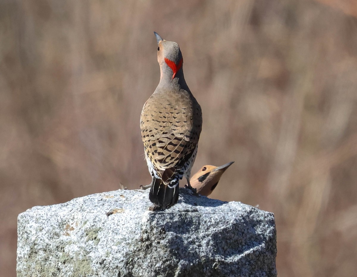 Northern Flicker (Yellow-shafted) - ML618013179