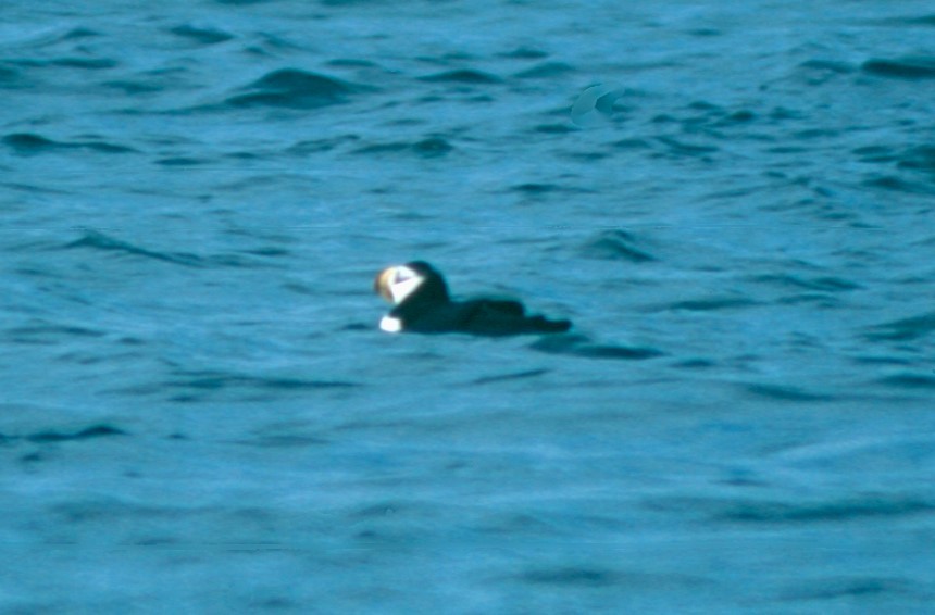 Horned Puffin - ML618013204