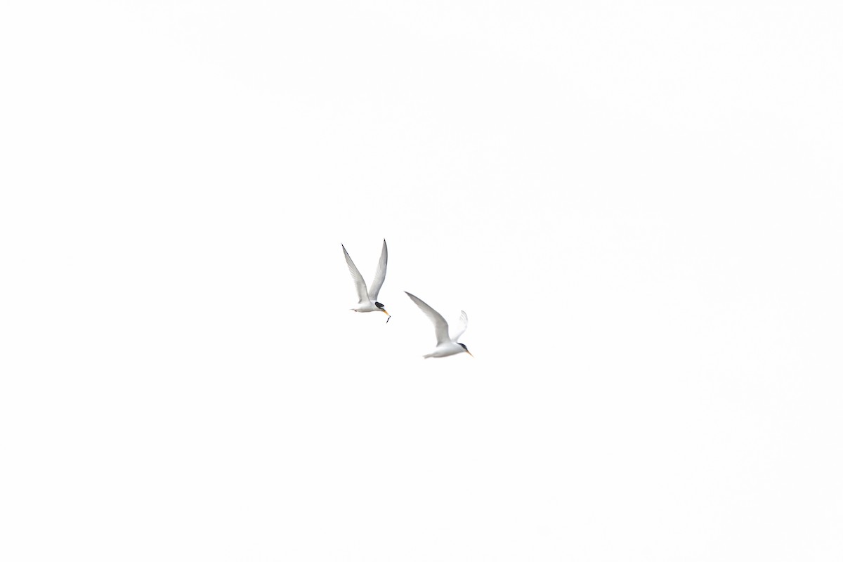 Little Tern - ML618013206