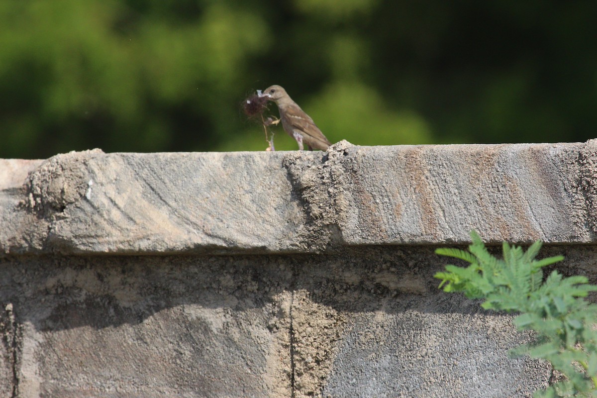 Yellow-throated Sparrow - PARTH PARIKH