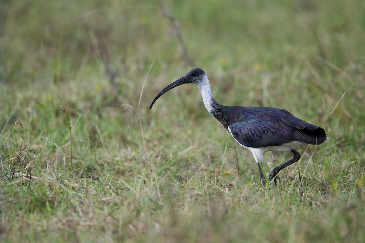 ibis slámokrký - ML618013257