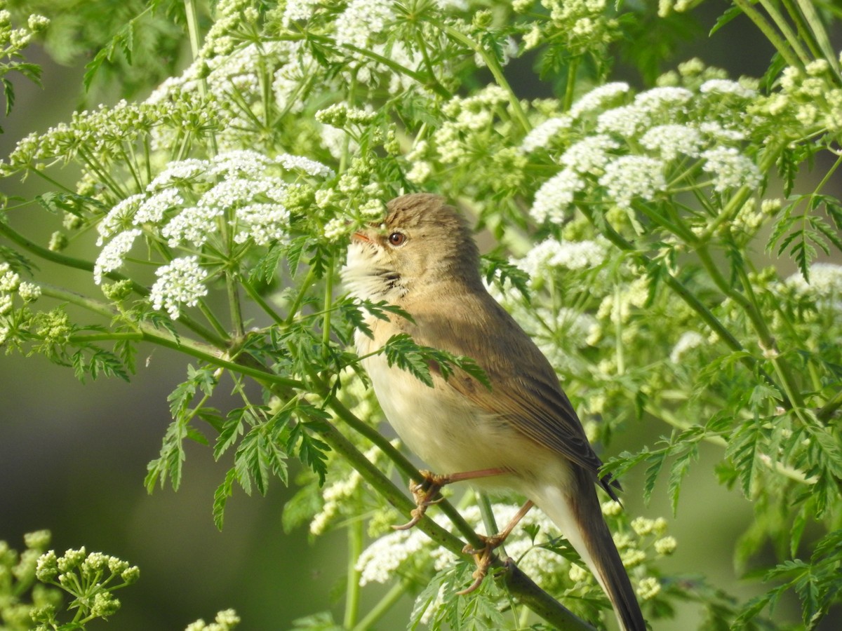 Common Reed Warbler - ML618013270