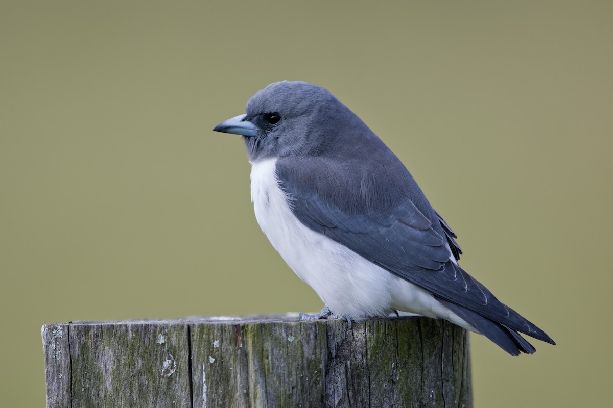 White-breasted Woodswallow - ML618013271