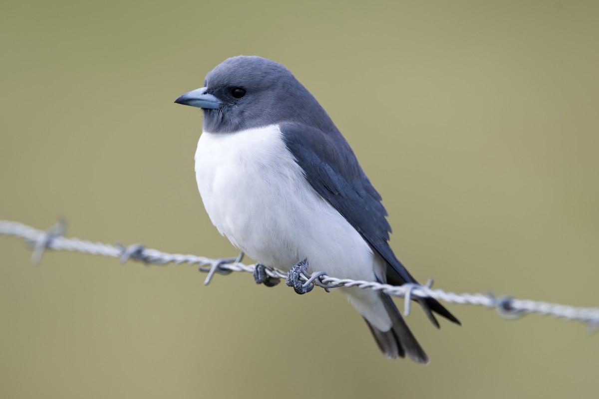 White-breasted Woodswallow - ML618013272