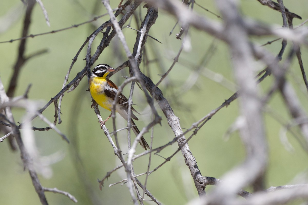 Golden-breasted Bunting - ML618013274