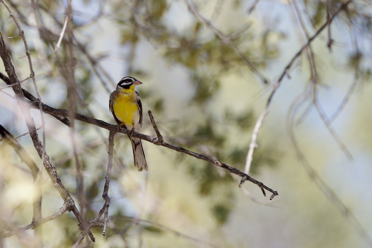 Golden-breasted Bunting - ML618013295